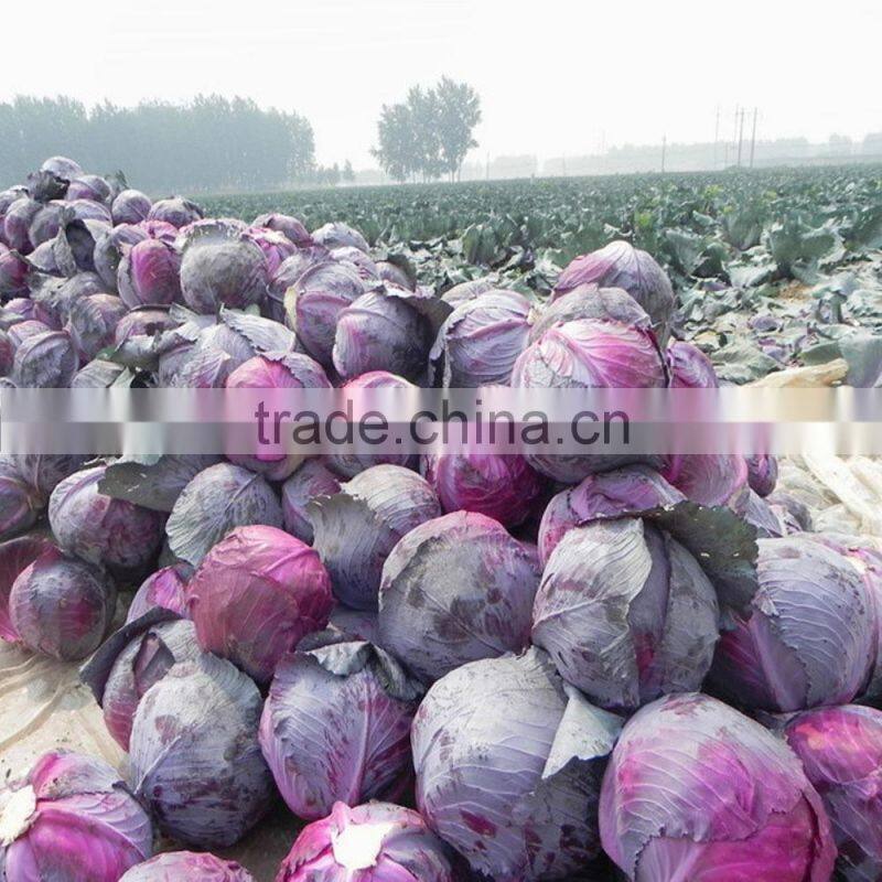 Factory price vegetable seed planter