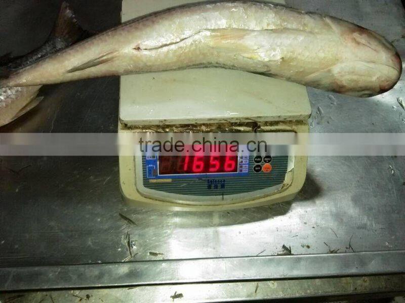 land frozen grey mullet whole round with size 1500-2000g