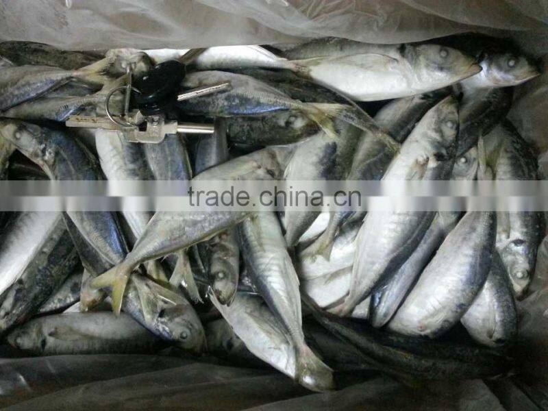 price scales horse mackerel