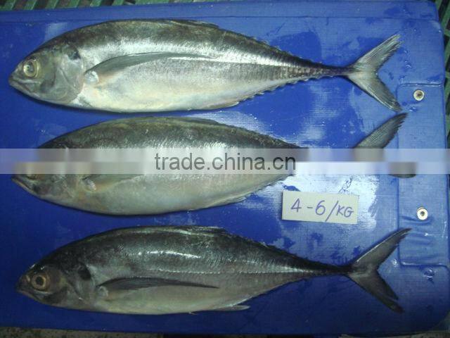 Horse Mackerel fish size 4/6