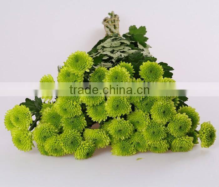 Top Sell Fresh Cut Flower Home& Party Decoration Chrysanthumum Flower Mini Bud Size Flowers From Yunnan