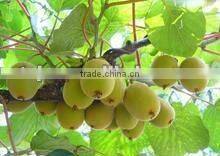 Fresh Kiwi Fruit
