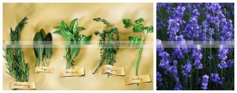 FXJ Model claw turning type herbs cleaner(Industrial vegetable washer)