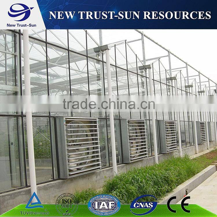 The high quality multi-span PC sheet tomato greenhouse