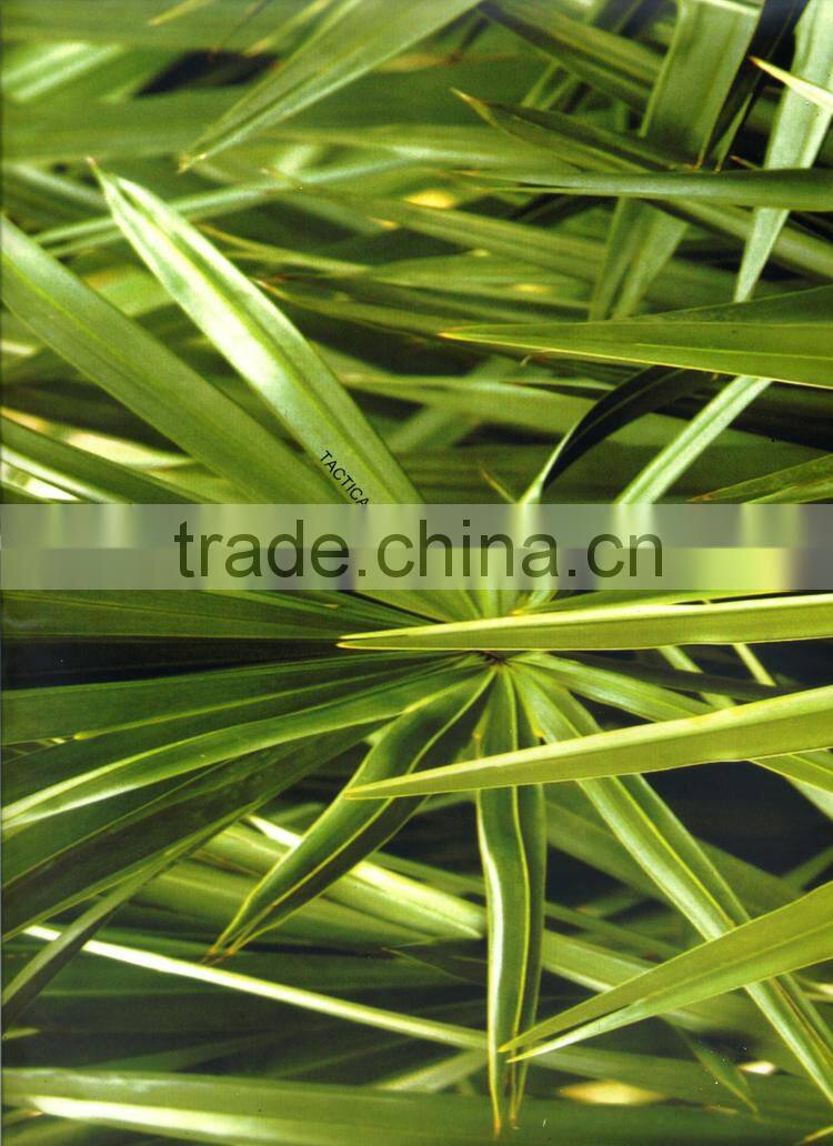 New Arrival DAZZLE NO.DGMA198-2 Forest Water Reed Hydrographic film Hydrographics Water Transfer Printing Film
