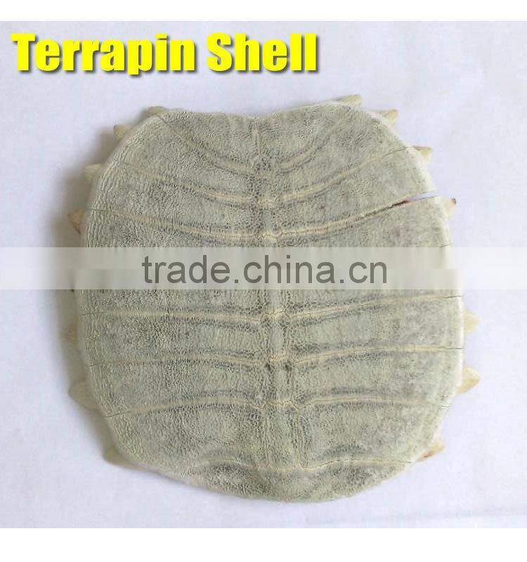 Natural Premium kg ODM OEM Trionyx shell personal care powder