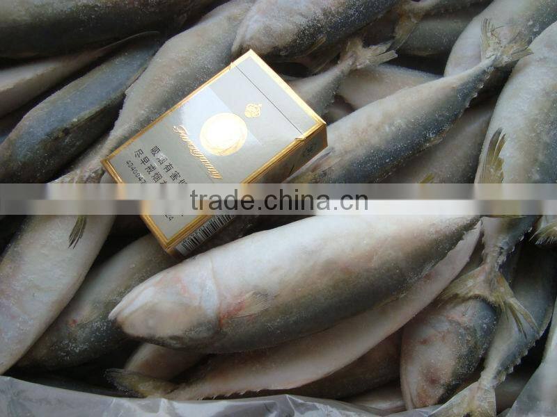 frozen indian mackerel on sale