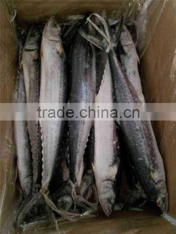 IQF Spanish Mackerel whole round of size 500-700g