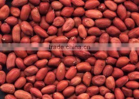 PEANUT BLANCHED PEANUT KERNEL