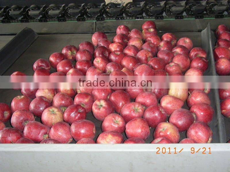 red delicious apple