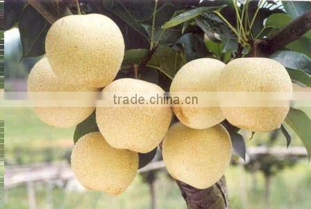 fresh pear snow pear from China