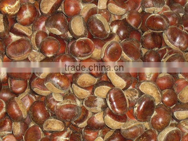 supply chestnut