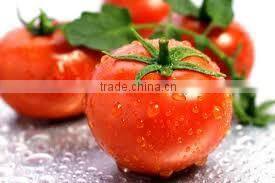 fresh tomato crops 2014