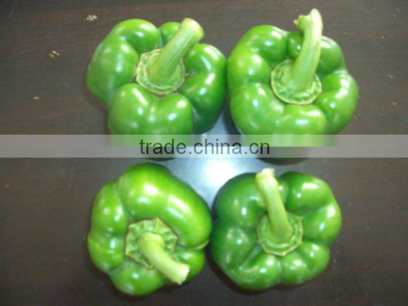 fresh color pepper 2013 new crop Shouguang