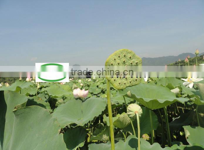 Nelumbo nucifera Gaertn Lotus nut Lotus seeds