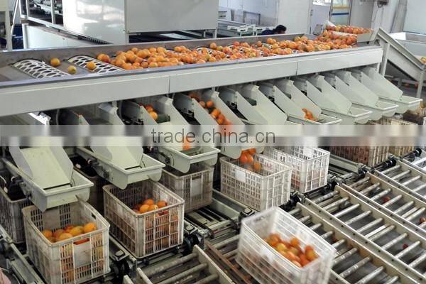 Automatic apple lemon pear olive sorting machine