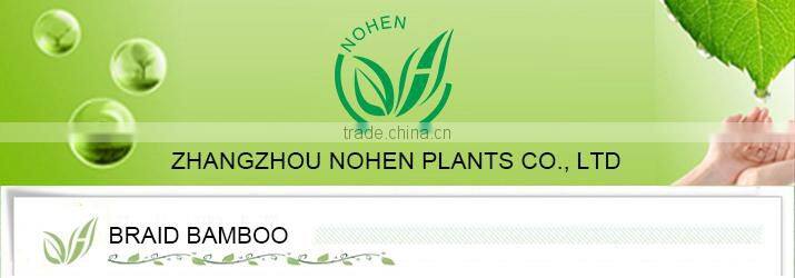 LUCKY BAMBOO braided (dragon shape )