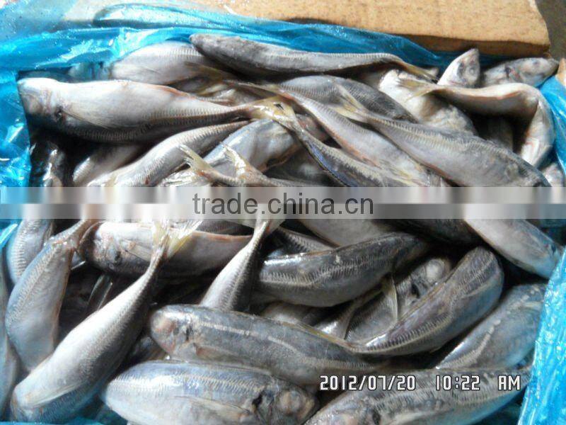 frozen round scad mackerel