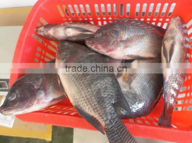Frozen Tilapia WR