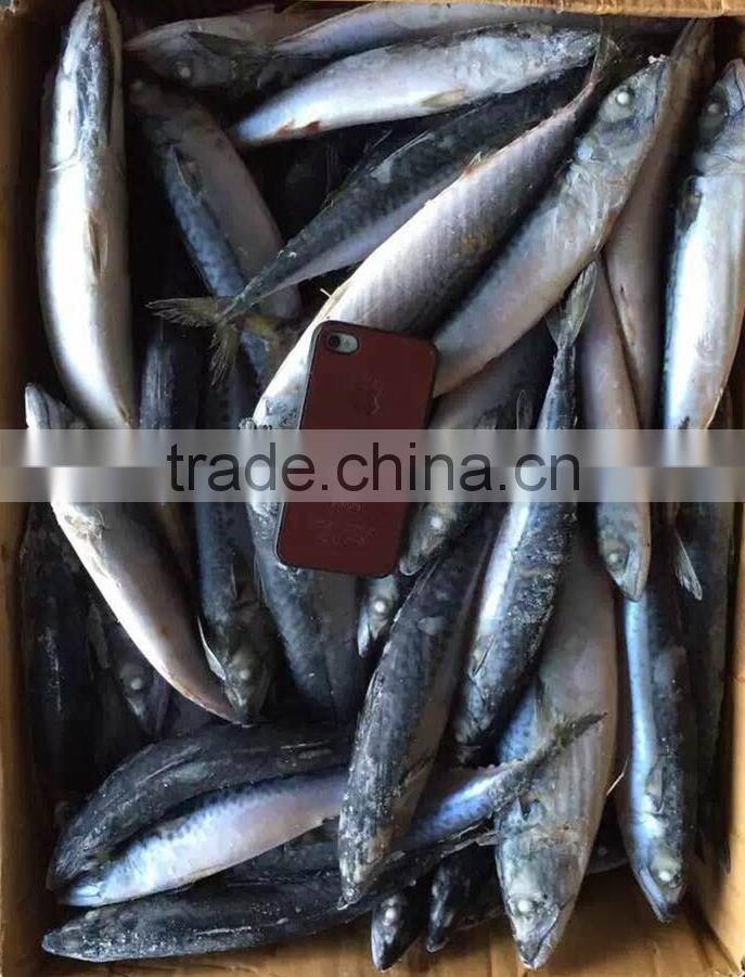 Seafood WR Frozen Mackerel Fish