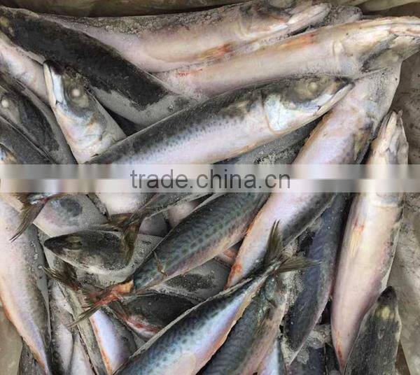 Ocean Fish Pacific Mackerel Whole Round Hot Sale