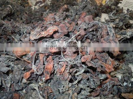 Sell Spinosum Seaweeds With Good Quality