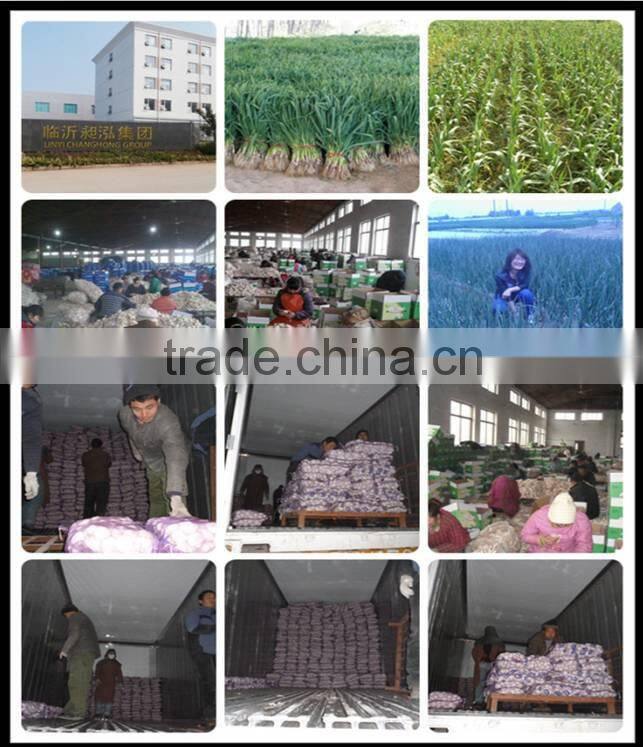 China Fresh ginger and Garlic for Brazil and Amerca