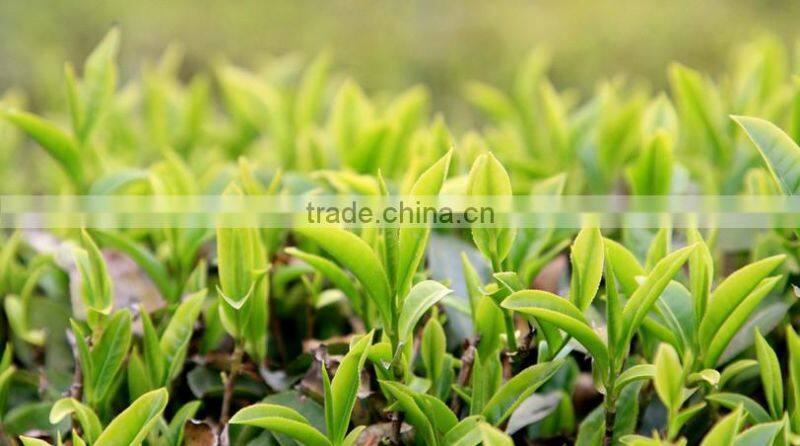 Factory Dropshipping Private Label Japanese green tea powder MOQ 10kg Cinnamon matcha powder varieties of flavour