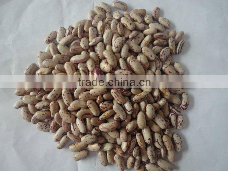 2011 crop light speckled kidney beans