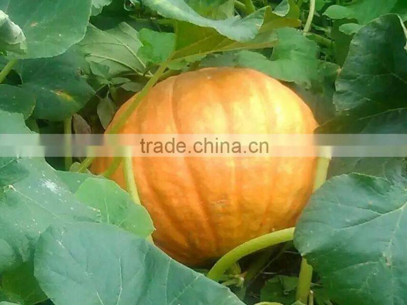 Shine Skin Pumpkin Seeds Kernels, grade A