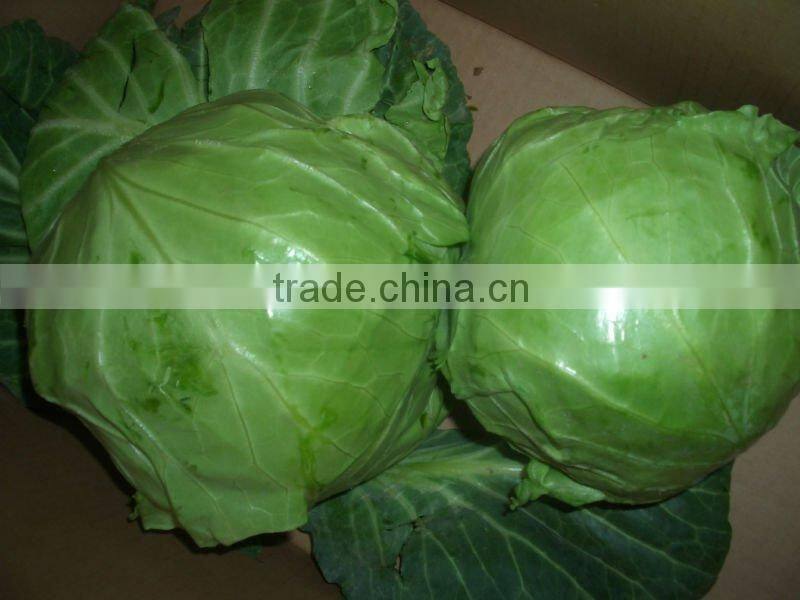 round chinese fresh cabbage (good quality)