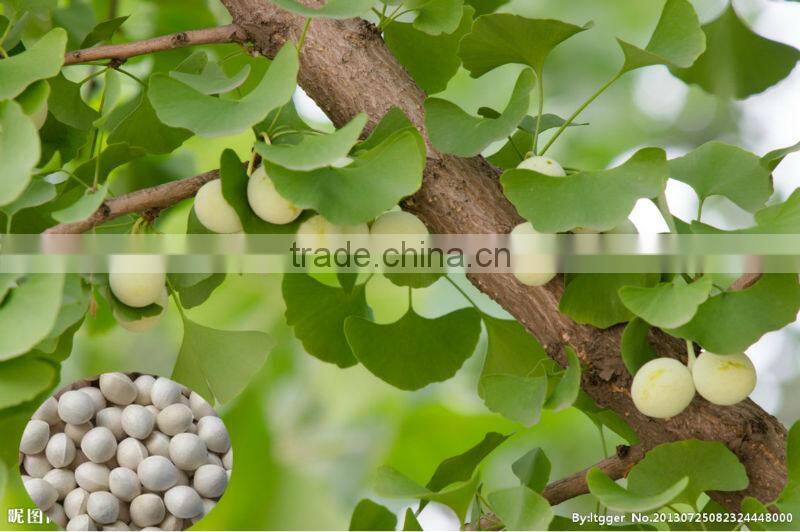 High Quality Ginkgo biloba seed for sowing