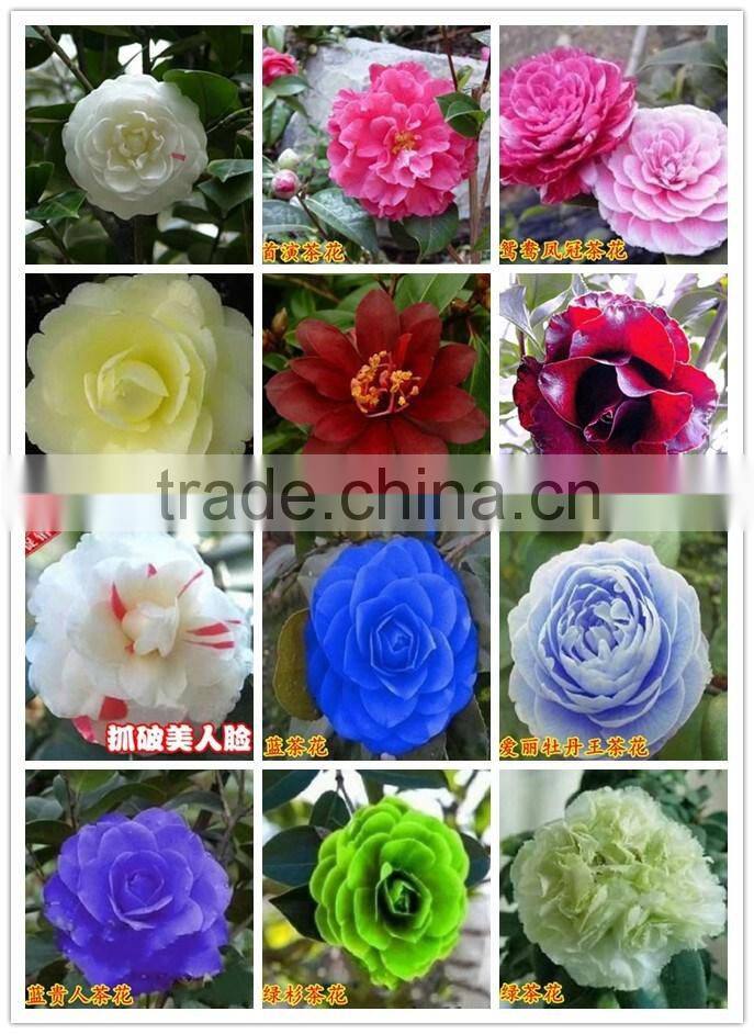 Indoor plant and outdoor plant Camellia japonica