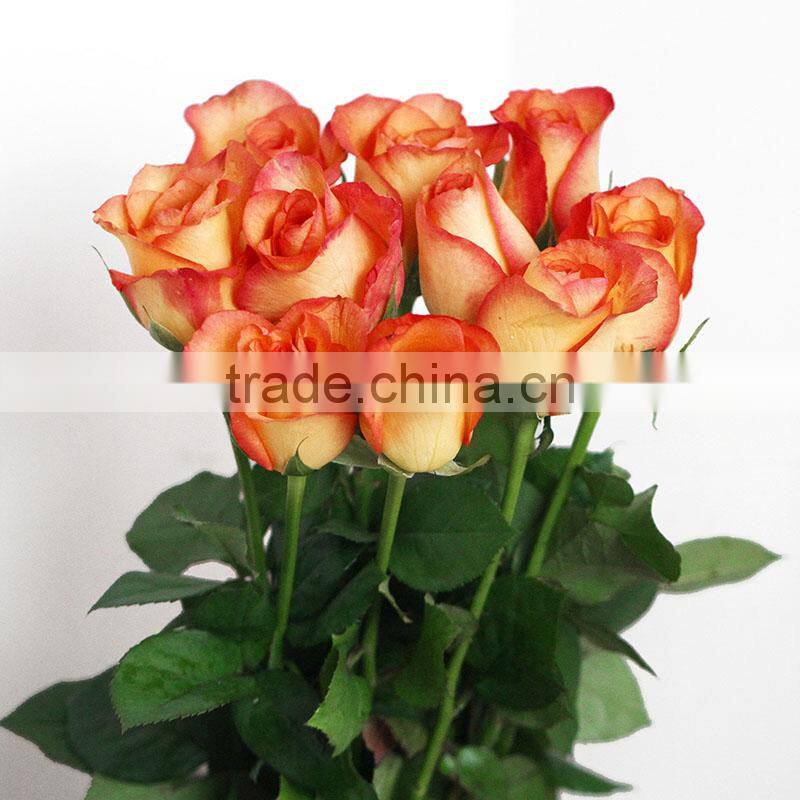Supply good quality fresh cut natural rose flowers from plants base