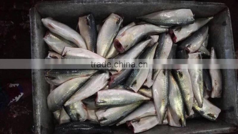 HGT pacific mackerel scomber japonicus headless gutted tailess