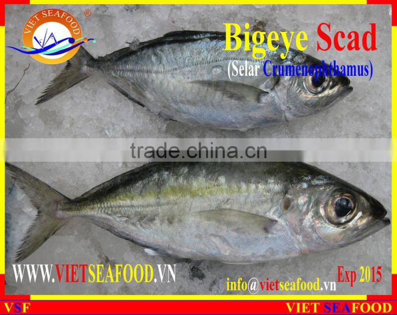 FROZEN BIGEYE SCAD WHOLE ROUND
