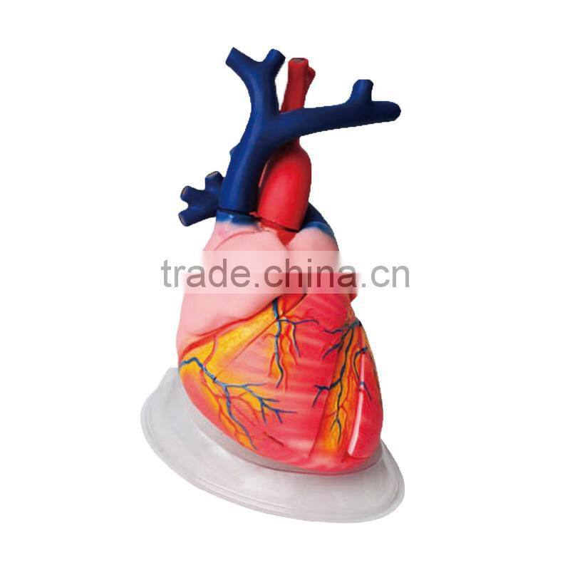 Student Anatomy Human Heart Model