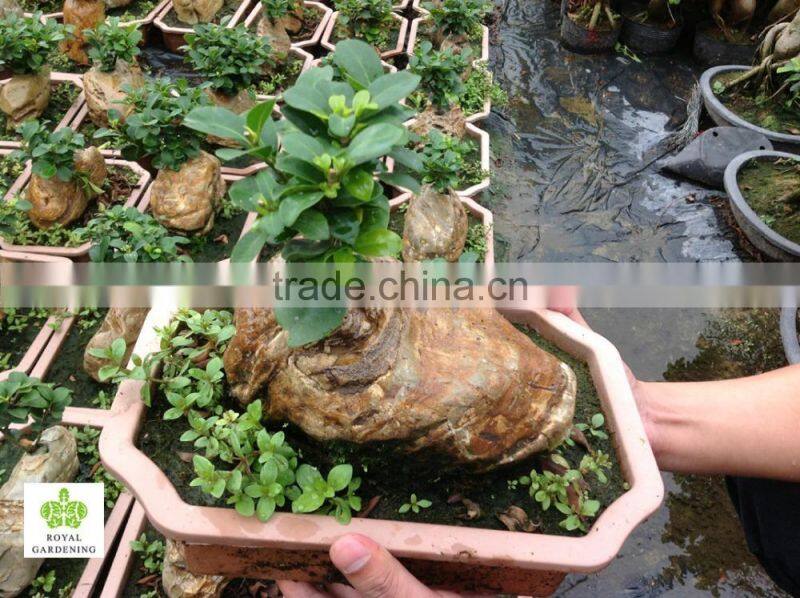 Ficus microcarpa ginseng indoor and outdoor bonsai