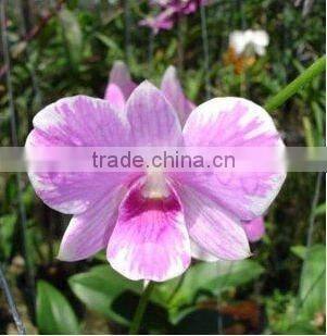 Thailand Top Quality OR-020 Dendrobium Orchid