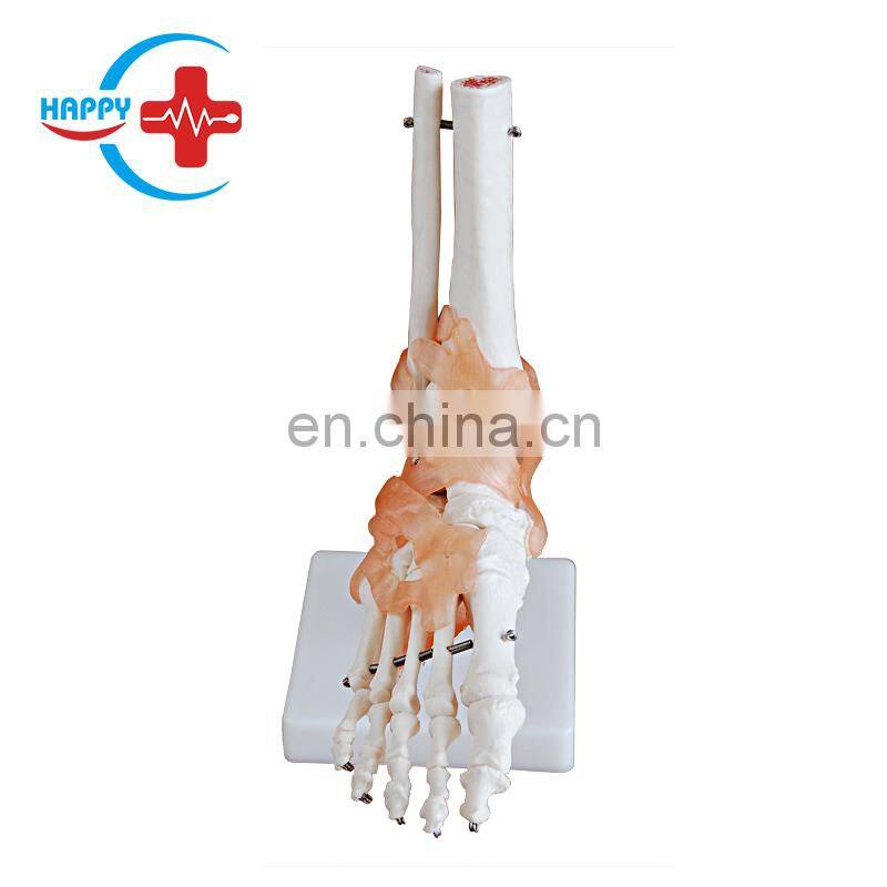 HC-S220 Advance human foot joint teaching anatomical skeleton model Natural big joint model with ligament