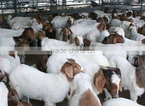 sell animal sheep ear tag ,laser ear tag