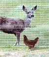 Factory chicken plastic net/hencoop plastic net