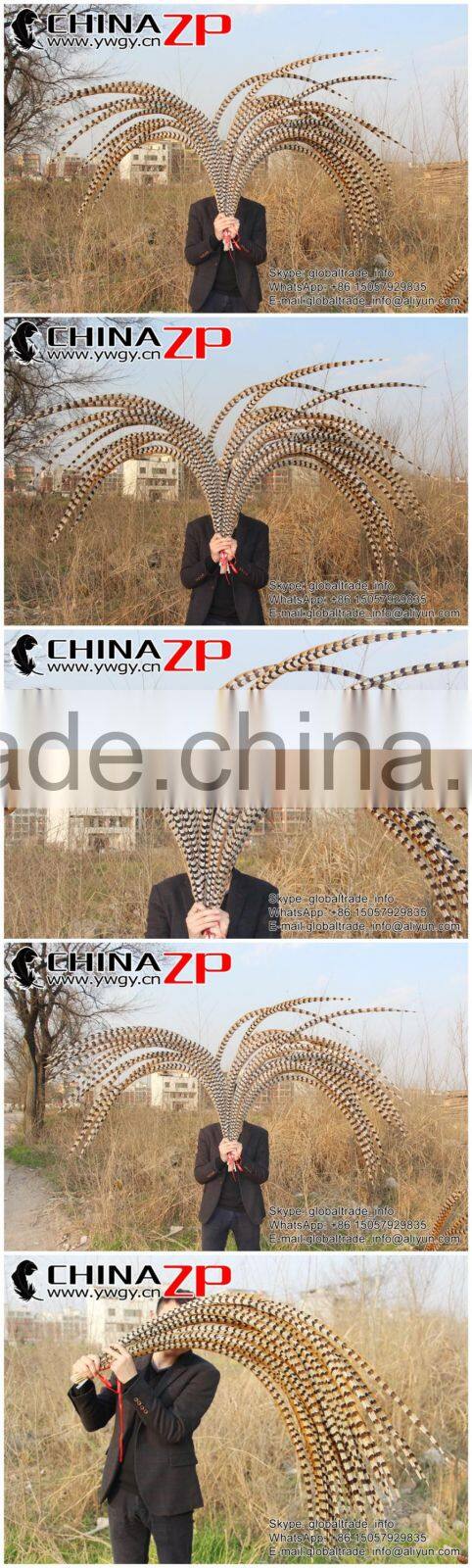 No.1 Supplier ZPDECOR Best Selling Cheap Large Natural 140-150cm Length Super Large Reeves Venery Pheasant Tail Feathers