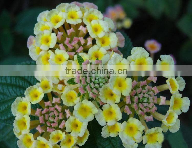 The shrub plant Lantana camara seedling