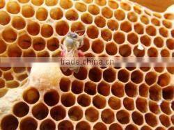 Japanese High Quality Delicious Black Sesame Honey at reasonable price