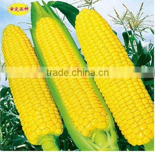 ACO011 Yumi yellow skin f1 hybrid super sweet corn seeds