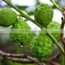 BERGAMOT ESSENTIAL OIL