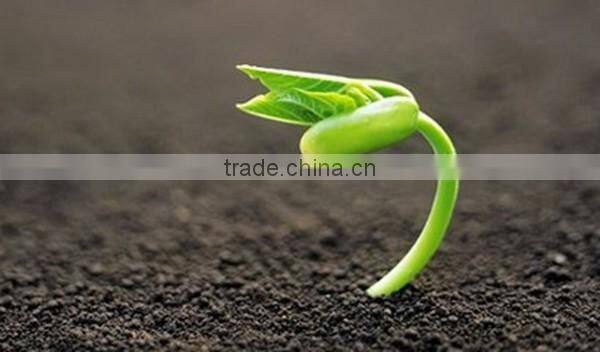 New type of high efficient compound fertilizer cailcium ammonium nitrate