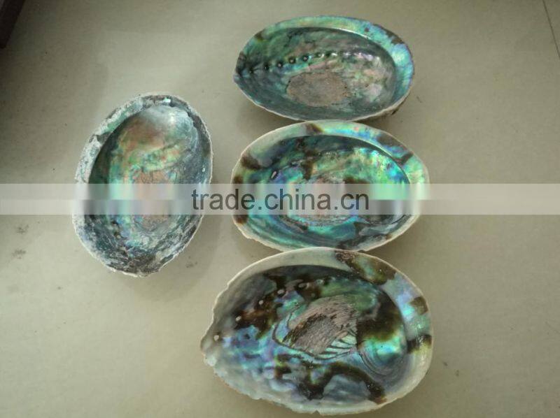 Green new zealand paua abalone shell raw material