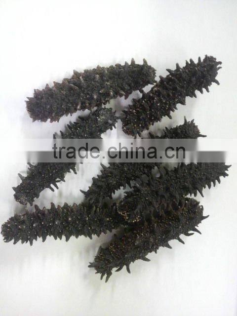 sea cucumber from hokkaido japan